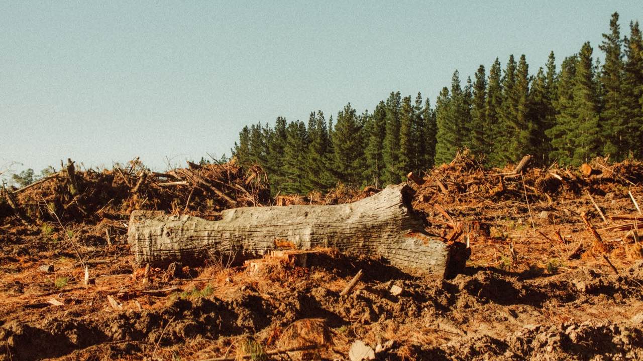 Why Alternating Ground Speed and Rotor Depth Is One of the Best Tips to Extend Mulcher Teeth Lifespan